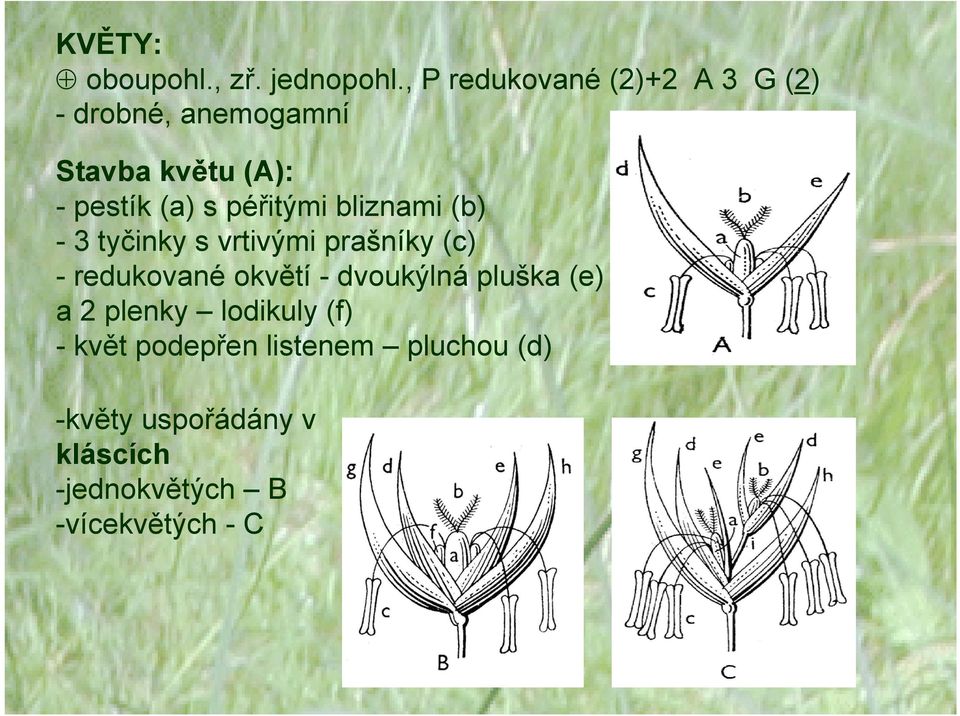 péřitými bliznami (b) - 3 tyčinky s vrtivými prašníky (c) - redukované okvětí -