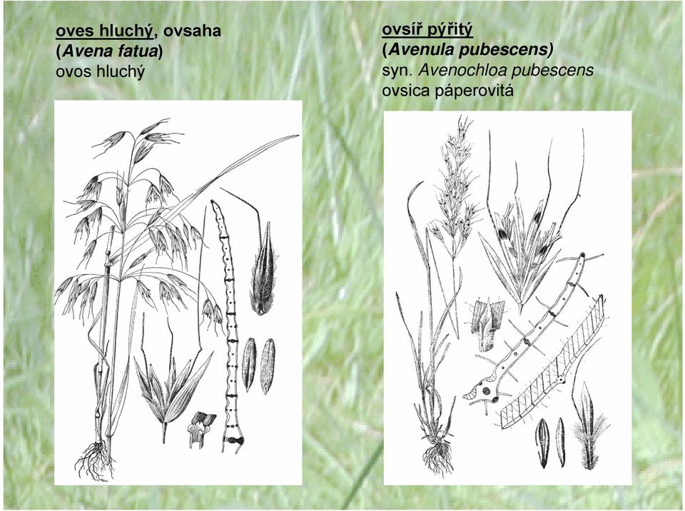 pýřitý (Avenula pubescens) syn.