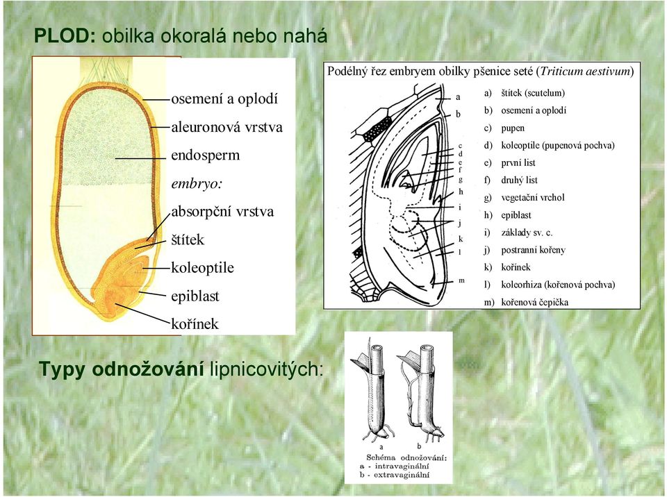 b) osemení a oplodí c) pupen d) koleoptile (pupenová pochva) e) první list f) druhý list g) vegetační vrchol h) epiblast i)