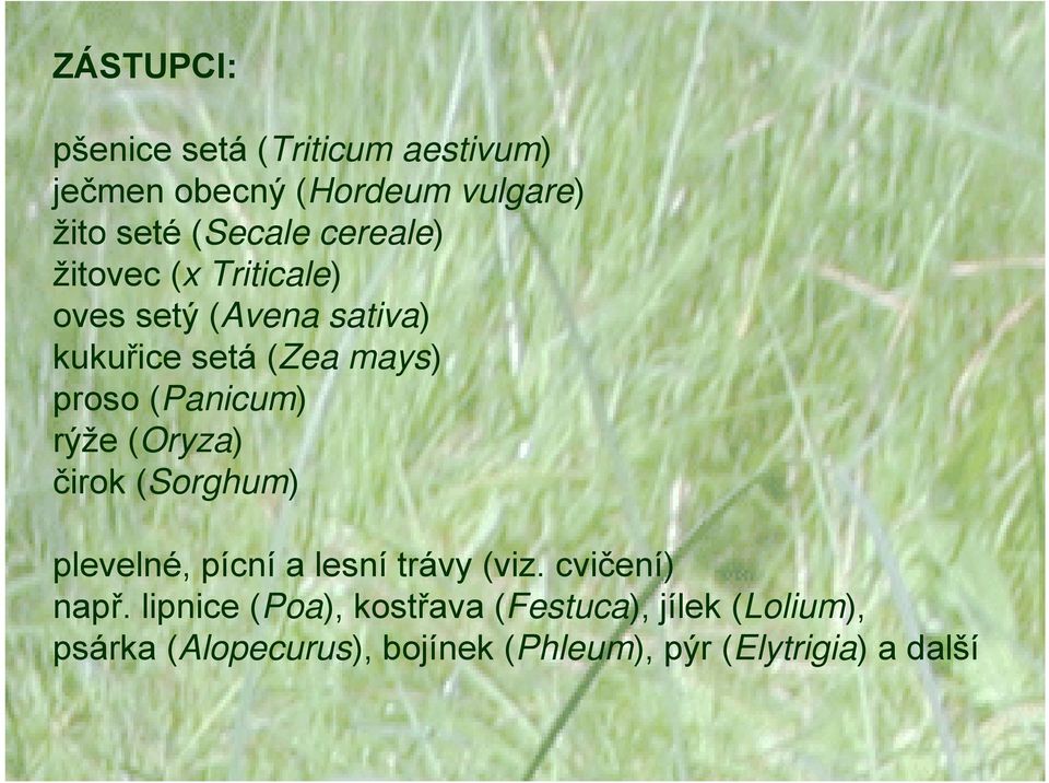 (Panicum) rýže (Oryza) čirok (Sorghum) plevelné, pícní a lesní trávy (viz. cvičení) např.