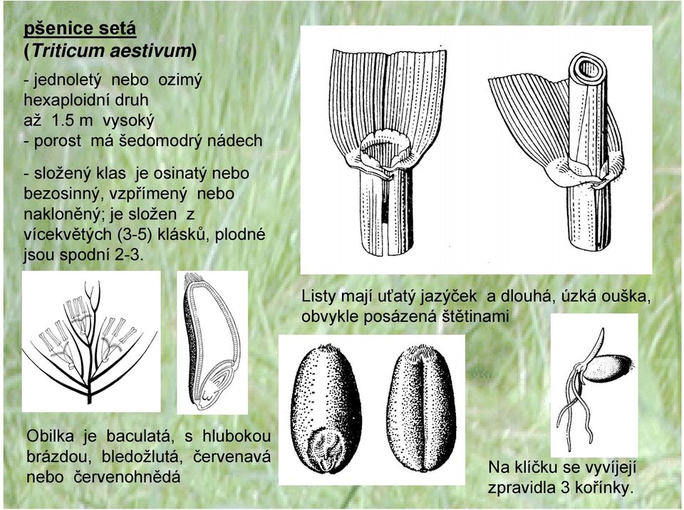 složen z vícekvětých (3-5) klásků, plodné jsou spodní 2-3.