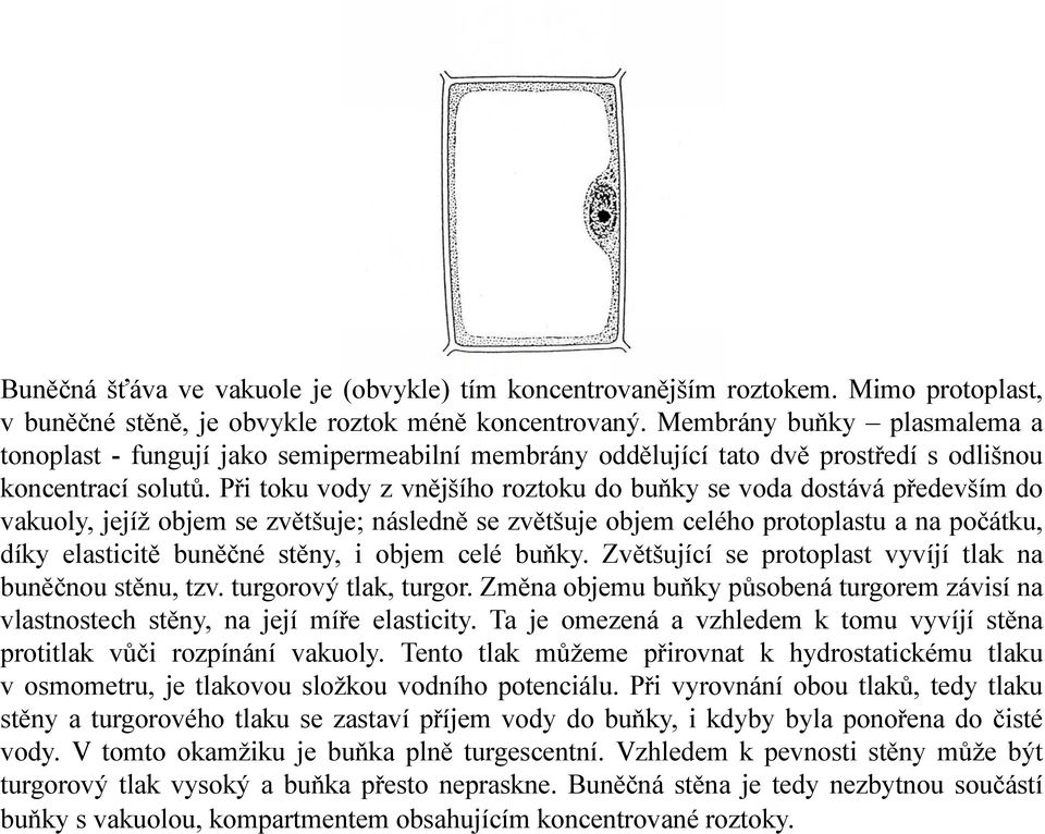 Při toku vody z vnějšího roztoku do buňky se voda dostává především do vakuoly, jejíž objem se zvětšuje; následně se zvětšuje objem celého protoplastu a na počátku, díky elasticitě i ě buněčné stěny,