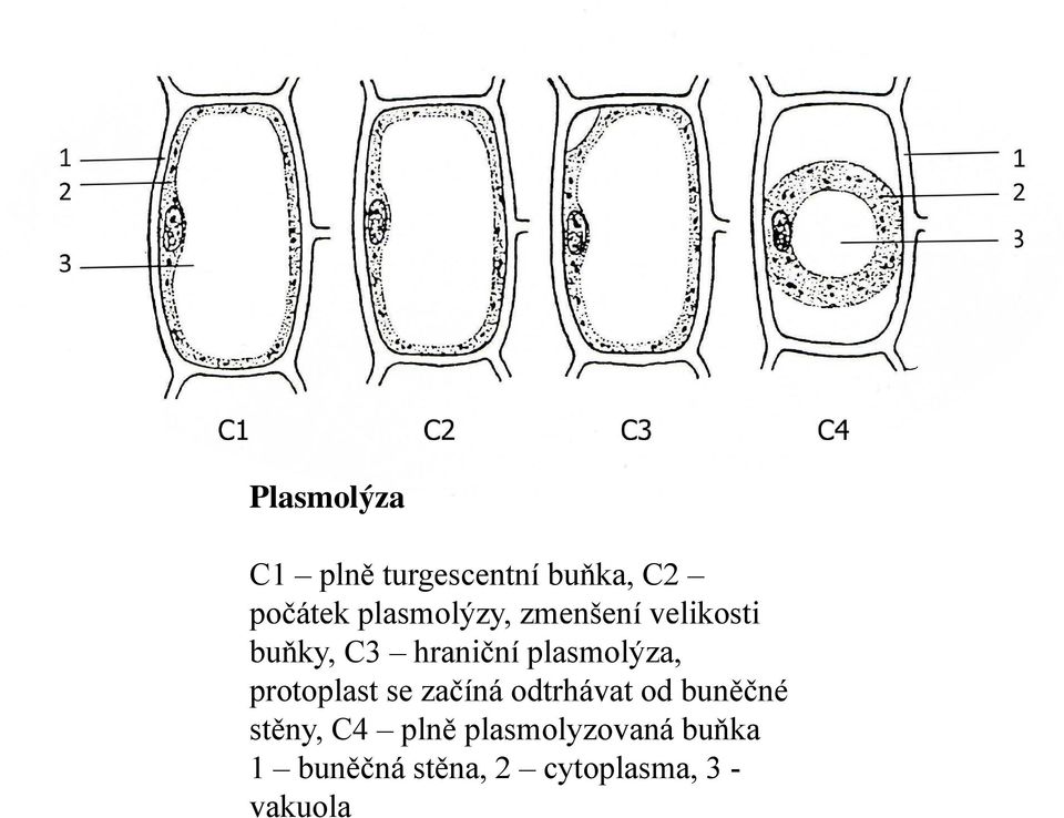 plasmolýza, protoplast se začíná odtrhávat od buněčné