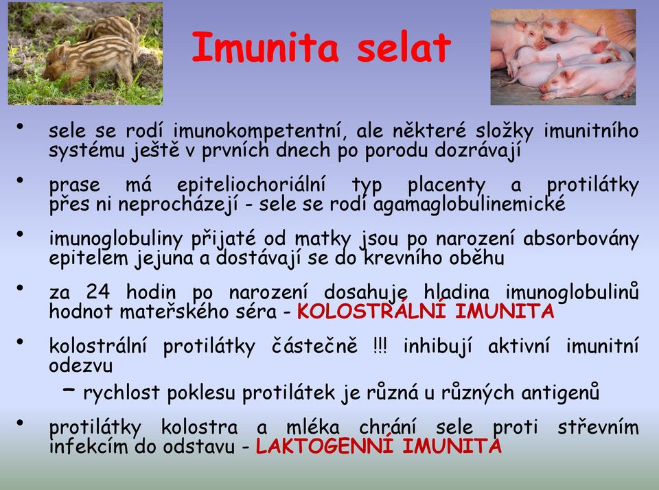 krevního oběhu za 24 hodin po narození dosahuje hladina imunoglobulinů hodnot mateřského séra - KOLOSTRÁLNÍ IMUNITA kolostrální protilátky částečně!