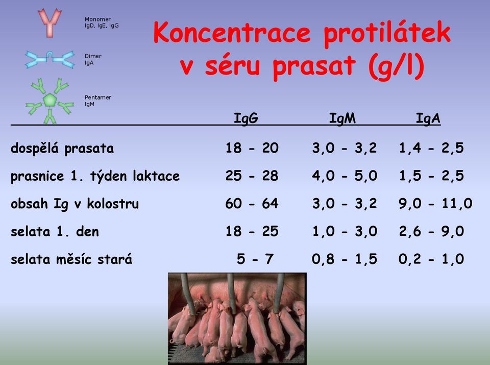 týden laktace 25-28 4,0-5,0 1,5-2,5 obsah Ig v kolostru 60-64