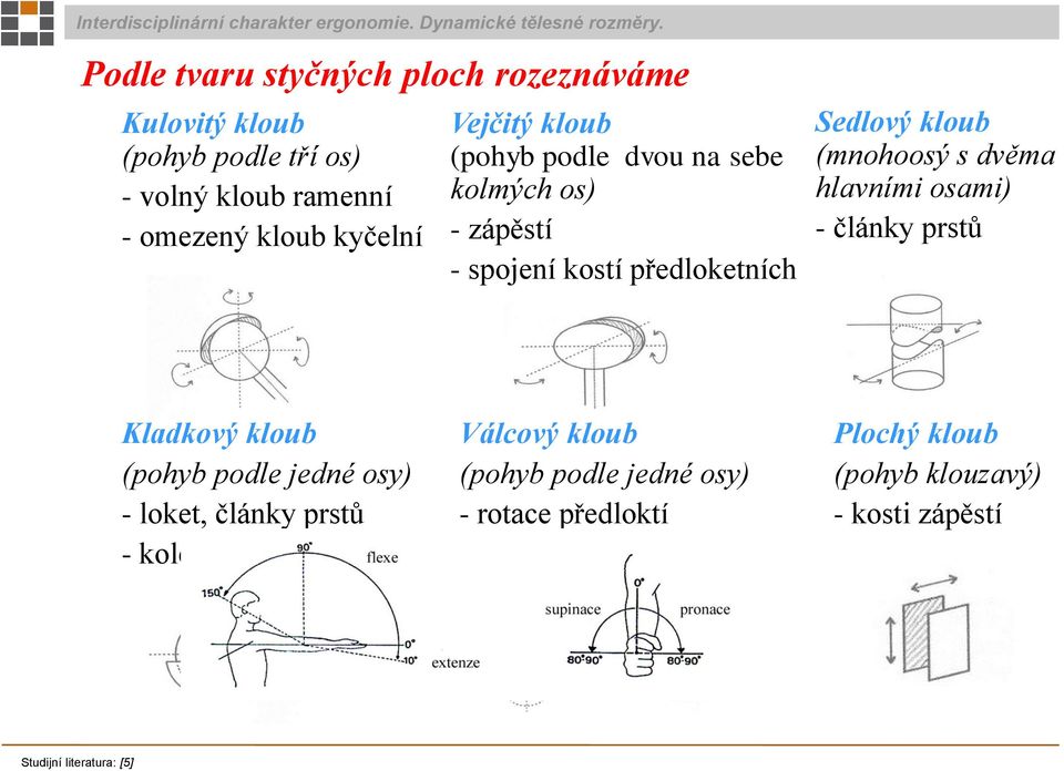 (mnohoosý s dvěma hlavními osami) - články prstů Kladkový kloub (pohyb podle jedné osy) - loket, články prstů - kolenní