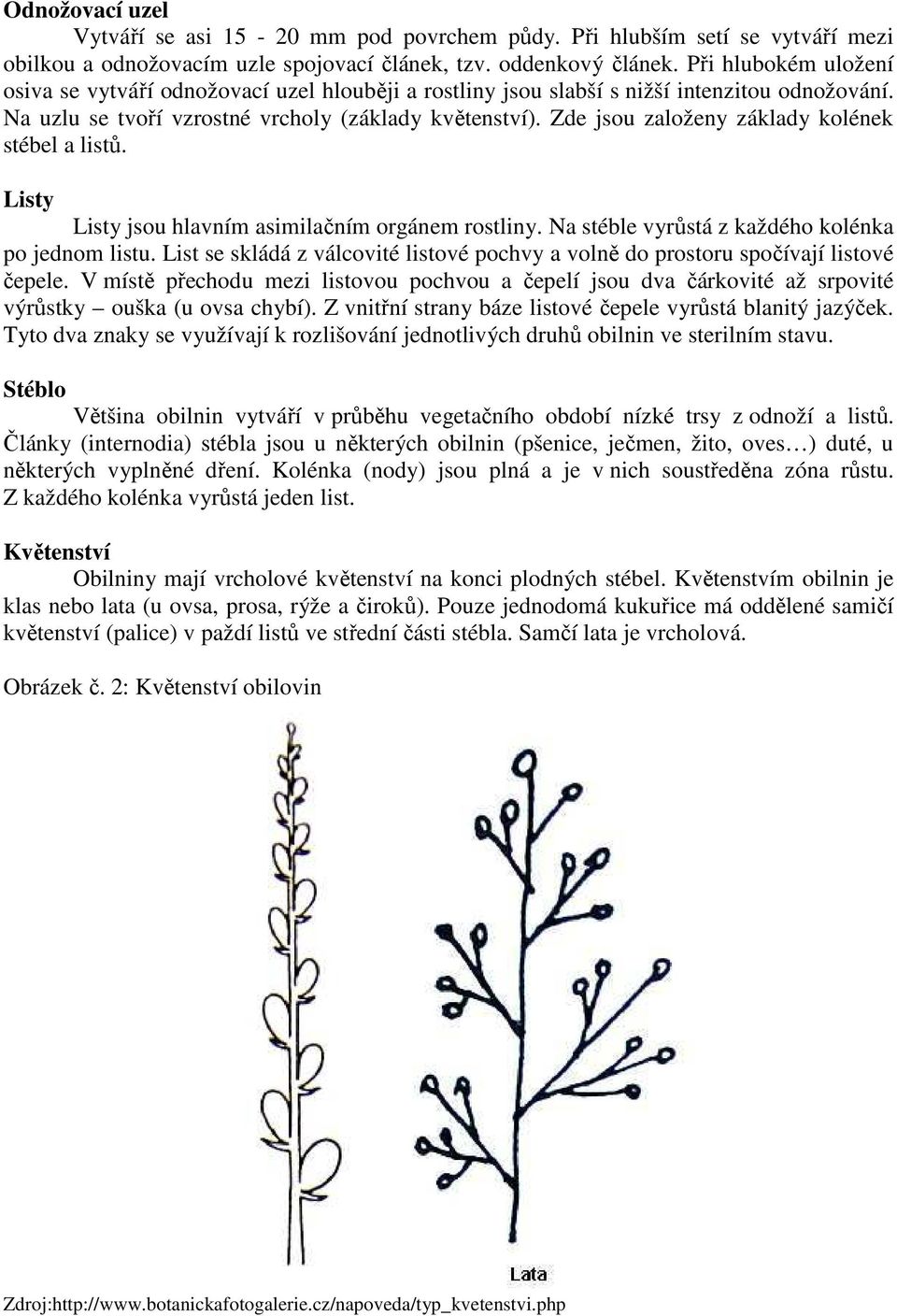 Zde jsou založeny základy kolének stébel a listů. Listy Listy jsou hlavním asimilačním orgánem rostliny. Na stéble vyrůstá z každého kolénka po jednom listu.