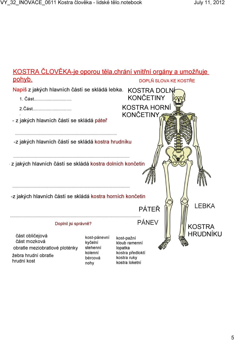 .. z jakých hlavních částí se skládá kostra dolních končetin... z jakých hlavních částí se skládá kostra horních končetin.