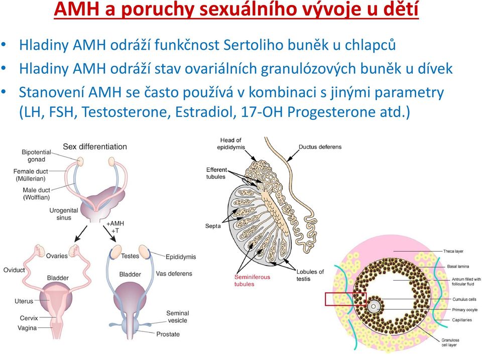 granulózových buněk u dívek Stanovení AMH se často používá v