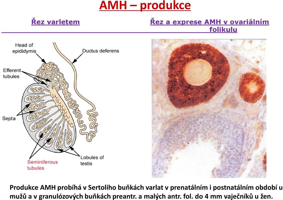 prenatálním i postnatálním období u mužů a v granulózových