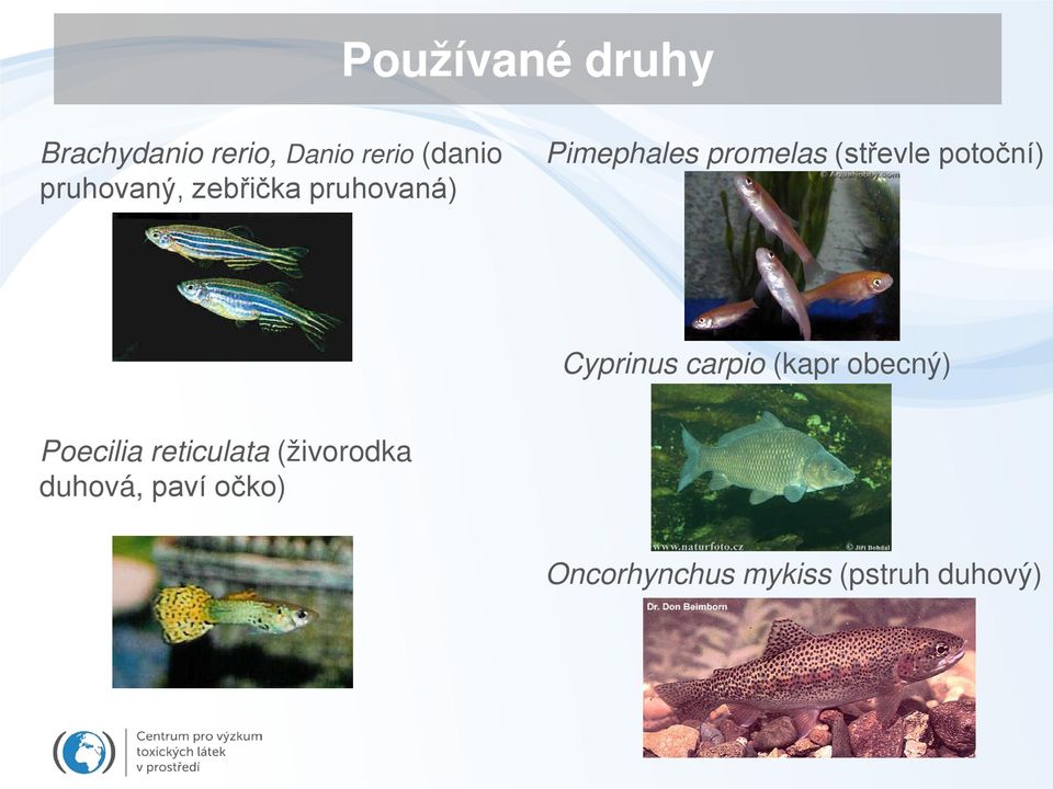 potoční) Cyprinus carpio (kapr obecný) Poecilia reticulata