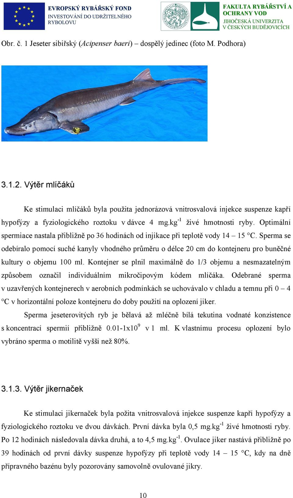 Optimální spermiace nastala přibližně po 36 hodinách od injikace při teplotě vody 14 15 C.