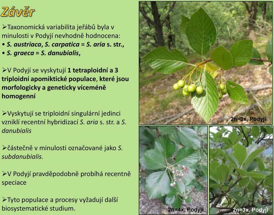 Vyskytují se triploidní singulární jedinci vzniklí recentní hybridizací S. aria s. str. a S.