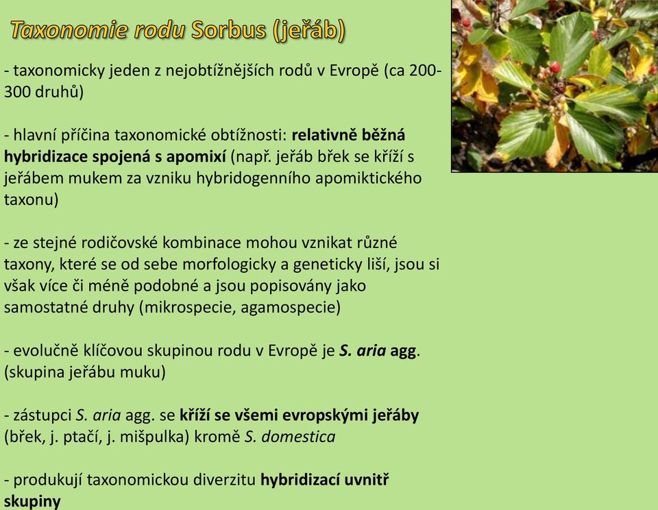 jeřáb břek se kříží s jeřábem mukem za vzniku hybridogenního apomiktického taxonu) - ze stejné rodičovské kombinace mohou vznikat různé taxony, které se od sebe morfologicky a