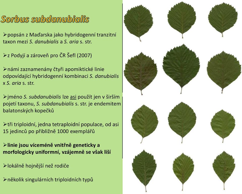 subdanubialis lze asi použít jen v širším pojetí taxonu, S. subdanubialis s. str.