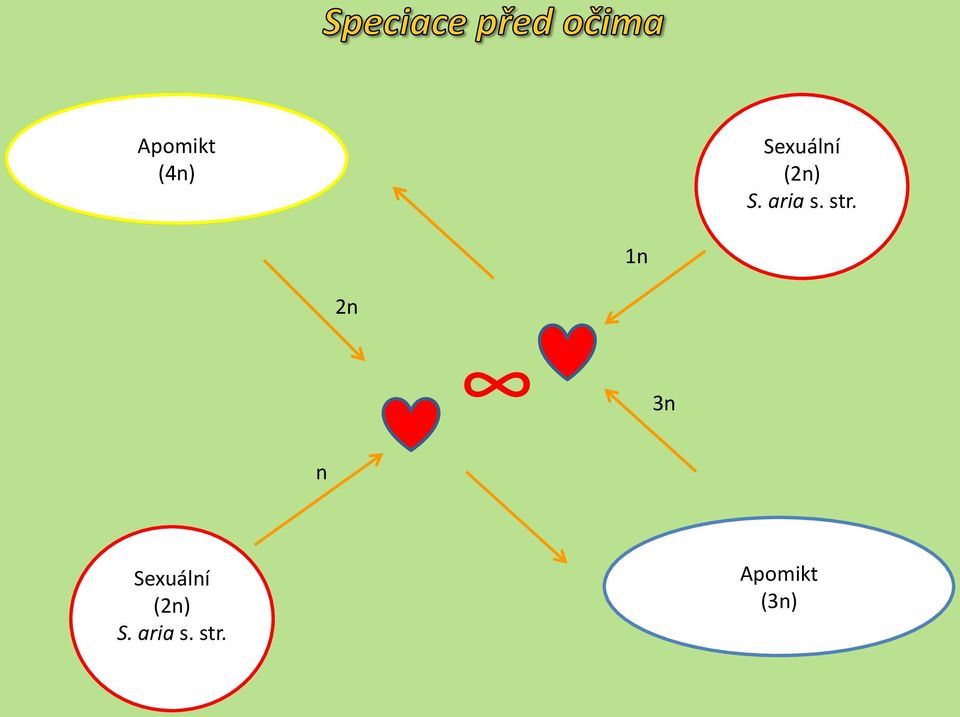 danubialis Sexuální (2n) S.
