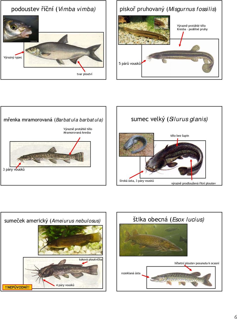 velký (Silurus glanis) tělo bez šupin 3 páry vousků široká ústa, 3 páry vousků výrazně prodloužená řitní ploutev sumeček