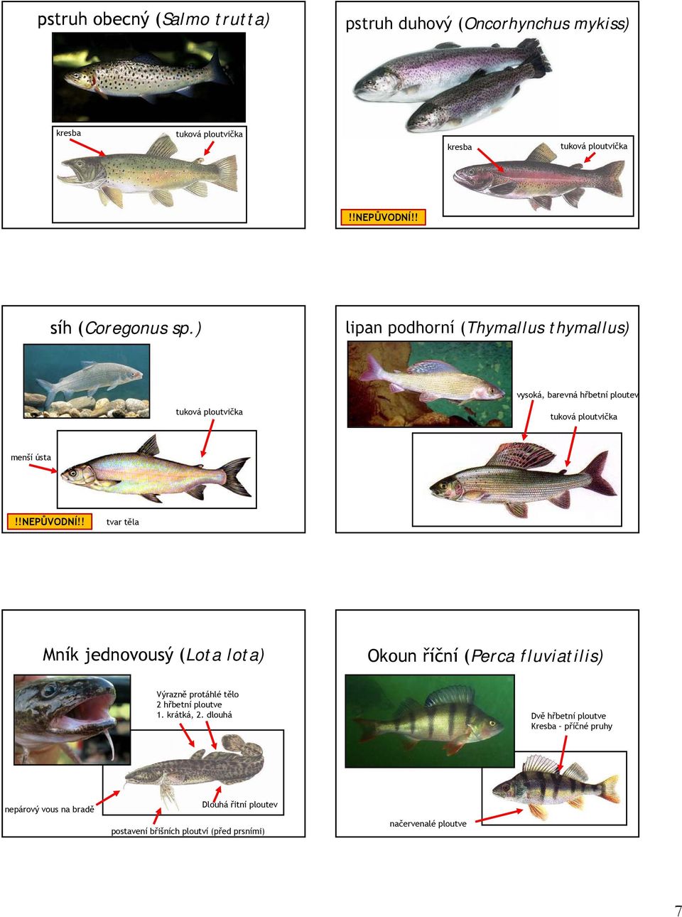 lota) Okoun říční (Perca fluviatilis) Výrazně protáhlé tělo 2 hřbetní ploutve 1. krátká, 2.