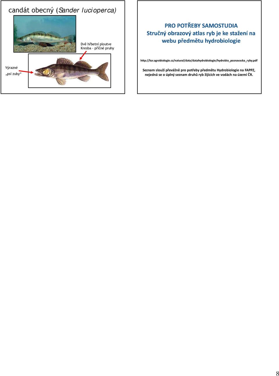 cz/natural/data/datahydrobiologie/hydrobio_poznavacka_ryby.