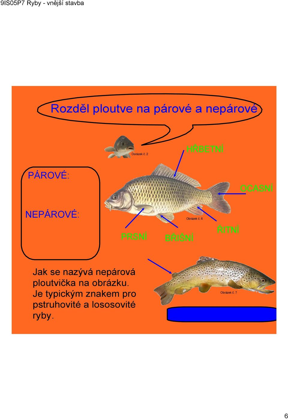 6 ŘITNÍ Jak se nazývá nepárová ploutvička na obrázku.