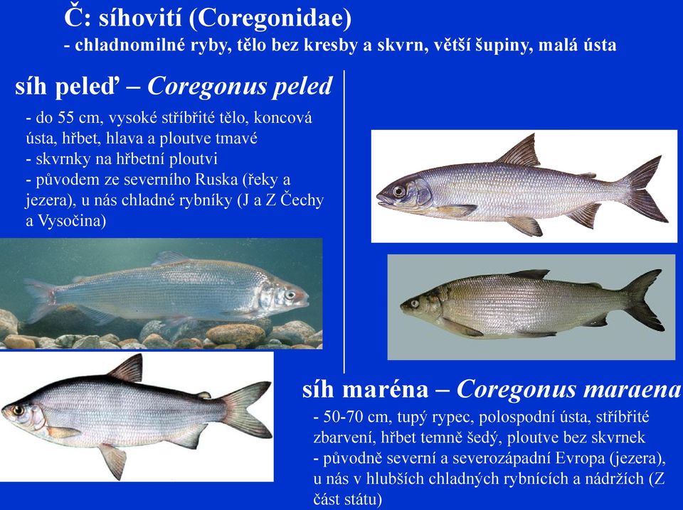 chladné rybníky (J a Z Čechy a Vysočina) síh maréna Coregonus maraena - 50-70 cm, tupý rypec, polospodní ústa, stříbřité zbarvení, hřbet