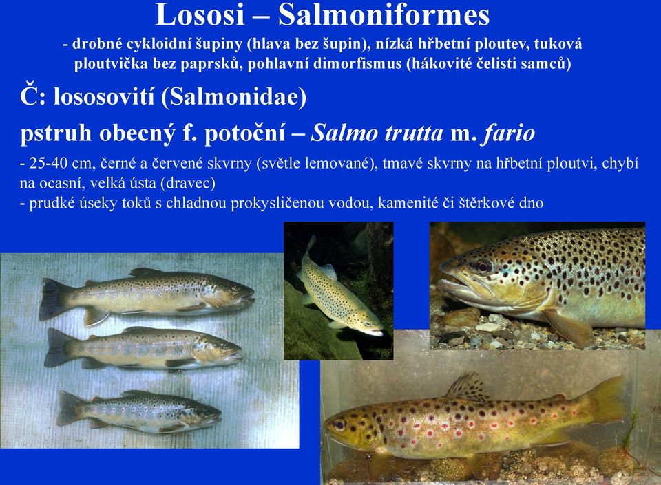 potoční Salmo trutta m.