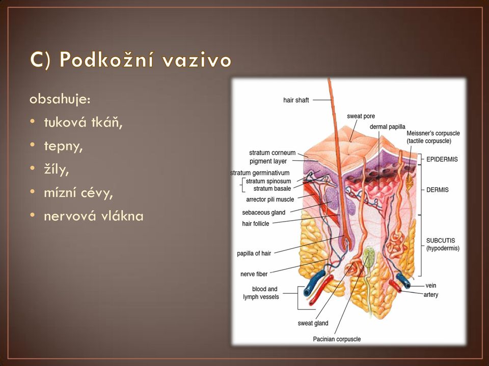 tepny, žíly,