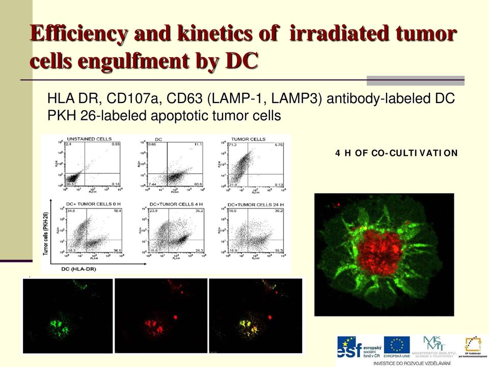 (LAMP-1, LAMP3) antibody-labeled DC PKH