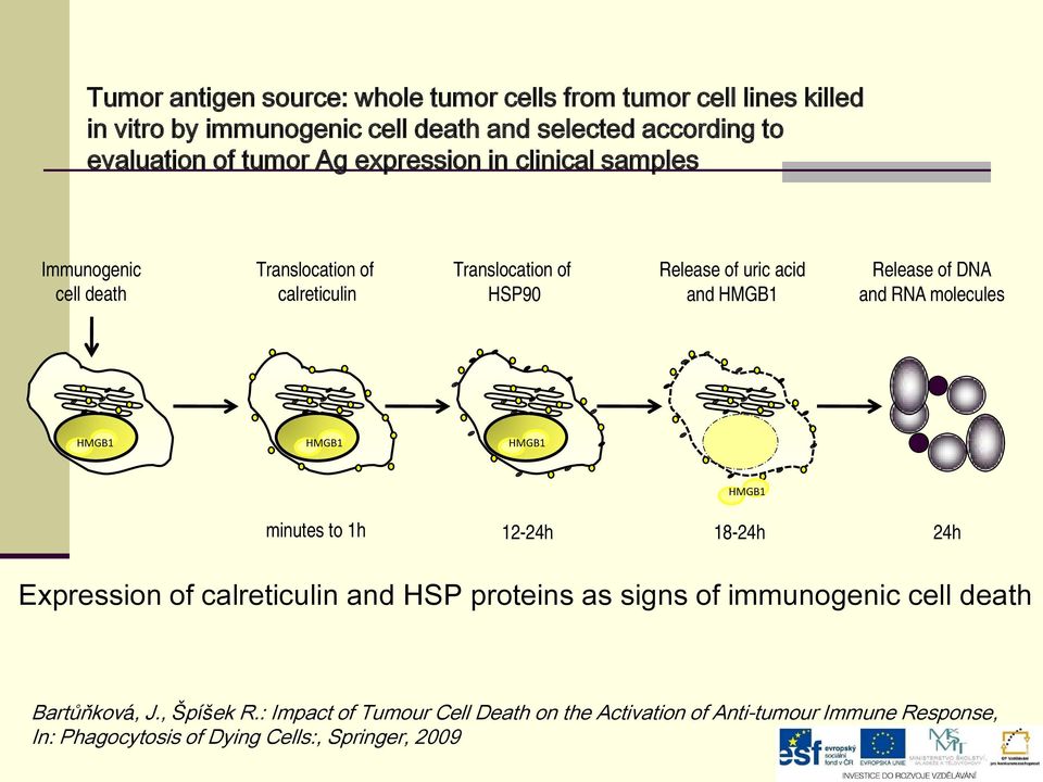 and RNA molecules HMGB1 HMGB1 HMGB1 HMGB1 minutes to 1h 12-24h 18-24h 24h Expression of calreticulin and HSP proteins as signs of immunogenic cell death
