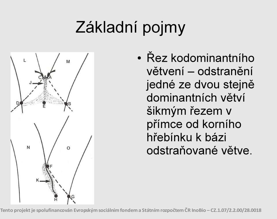 dominantních větví šikmým řezem v přímce