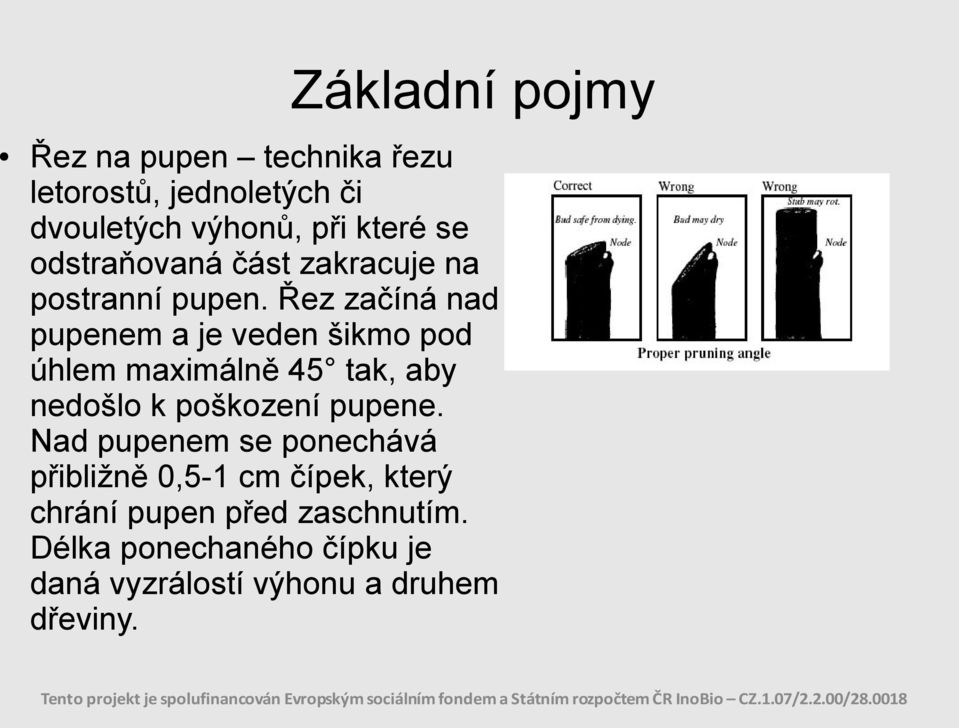 Řez začíná nad pupenem a je veden šikmo pod úhlem maximálně 45 tak, aby nedošlo k poškození pupene.