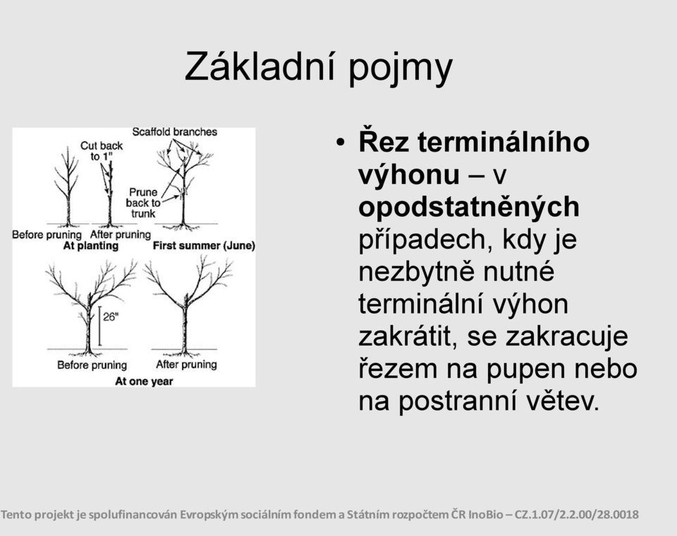 nutné terminální výhon zakrátit, se