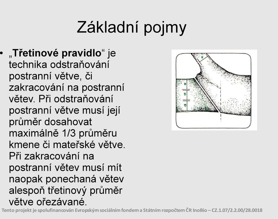 Při odstraňování postranní větve musí její průměr dosahovat maximálně 1/3 průměru