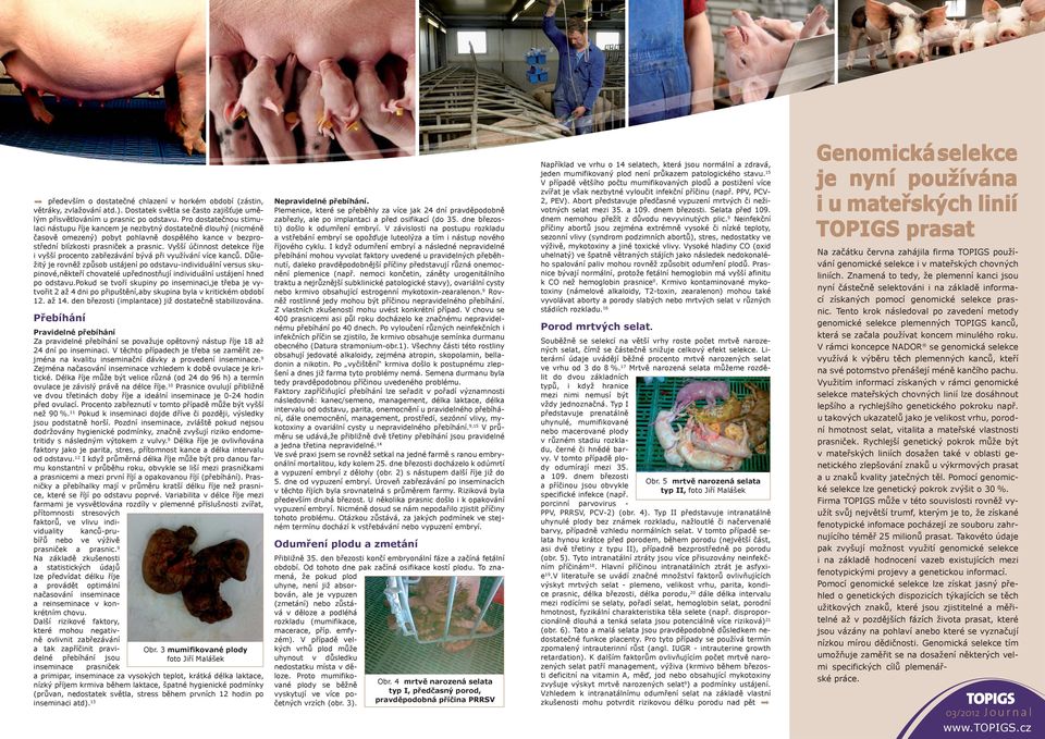 Vyšší účinnost detekce říje i vyšší procento zabřezávání bývá při využívání více kanců.