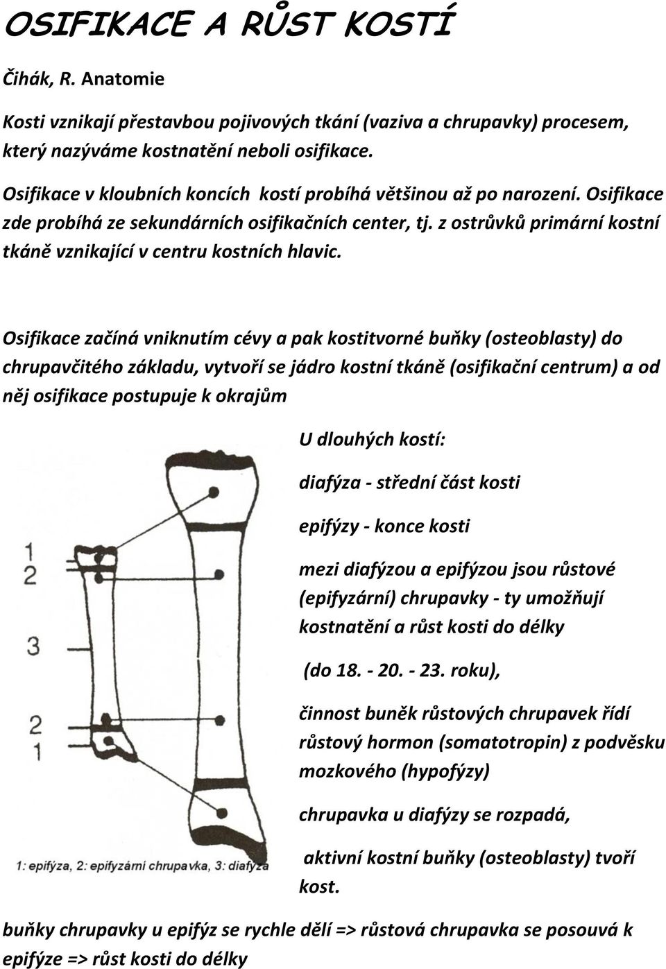 z ostrůvků primární kostní tkáně vznikající v centru kostních hlavic.