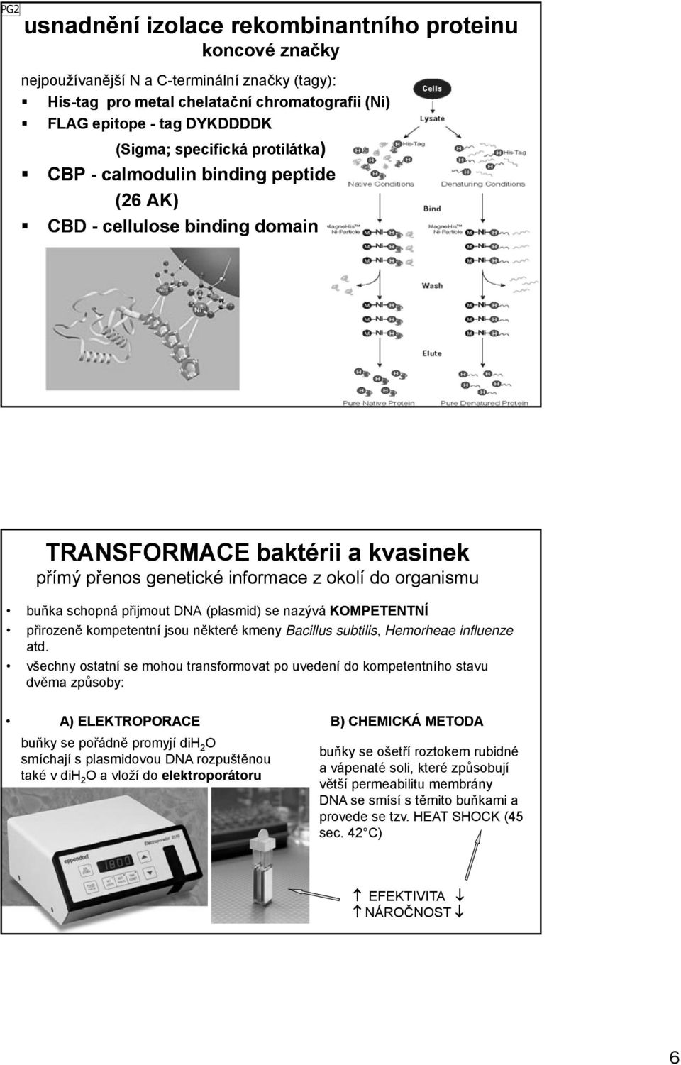 přijmout DNA (plasmid) se nazývá KOMPETENTNÍ přirozeně kompetentní jsou některé kmeny Bacillus subtilis, Hemorheae influenze atd.