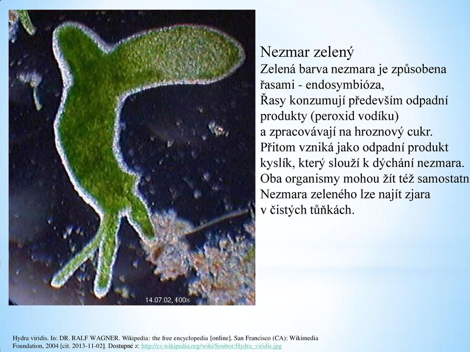 jpg Nezmar zelený Zelená barva nezmara je způsobena řasami - endosymbióza, Řasy konzumují především odpadní produkty (peroxid vodíku)