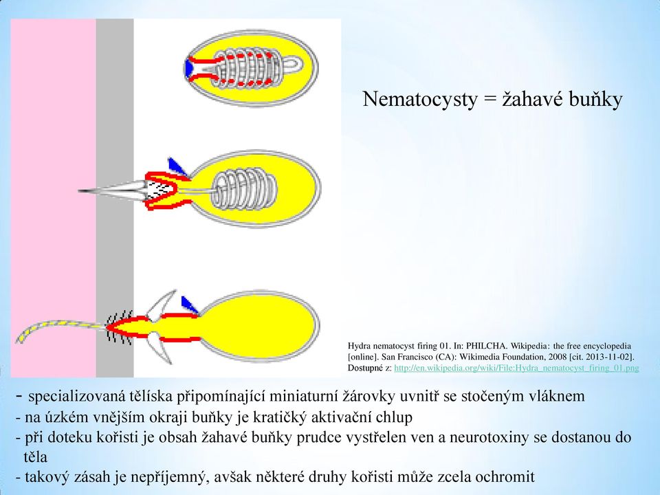 png - specializovaná tělíska připomínající miniaturní žárovky uvnitř se stočeným vláknem - na úzkém vnějším okraji buňky je kratičký aktivační