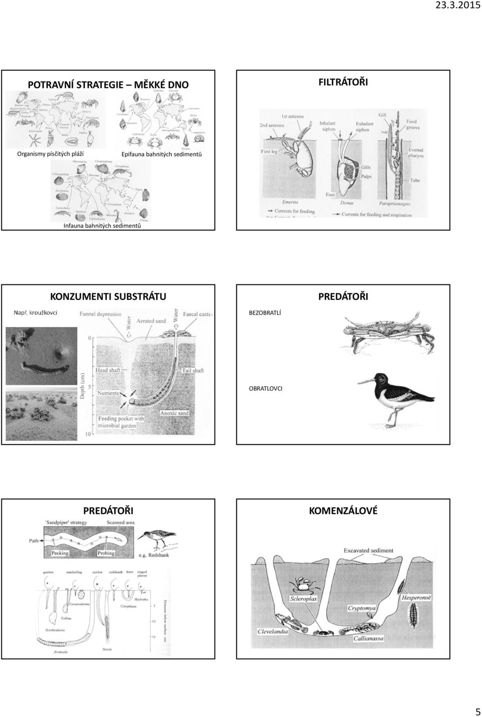 bahnitých sedimentů KONZUMENTI SUBSTRÁTU PREDÁTOŘI