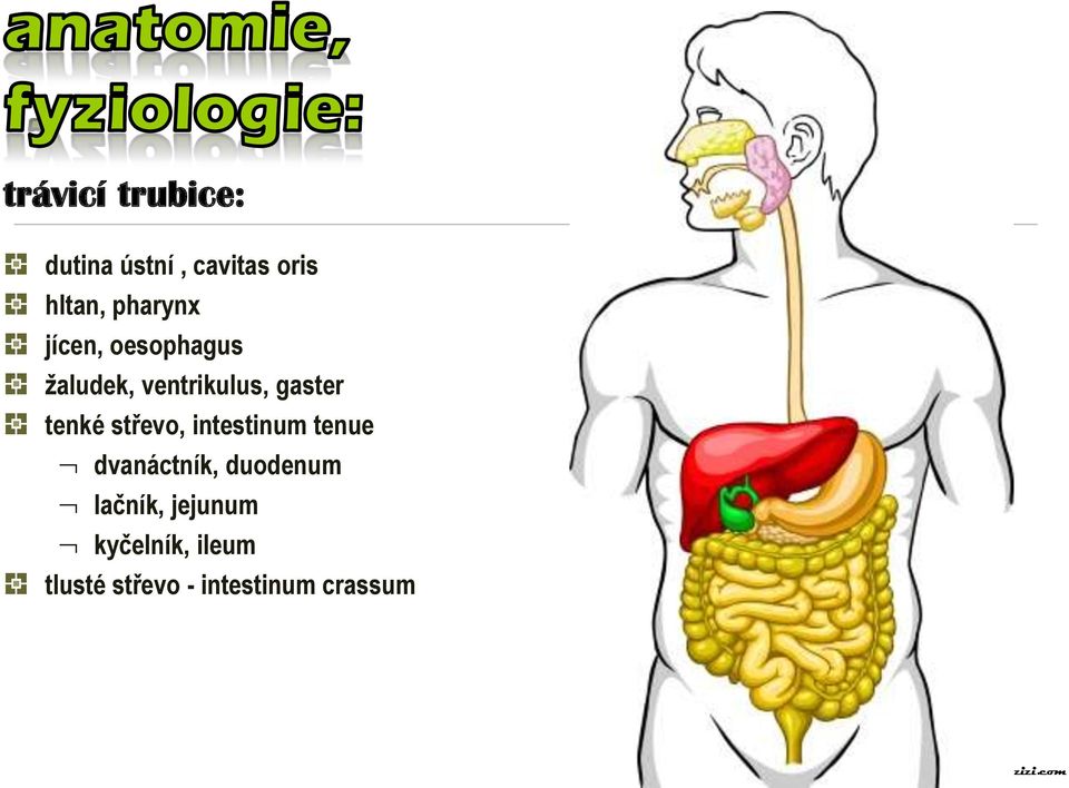 tenké střevo, intestinum tenue dvanáctník, duodenum