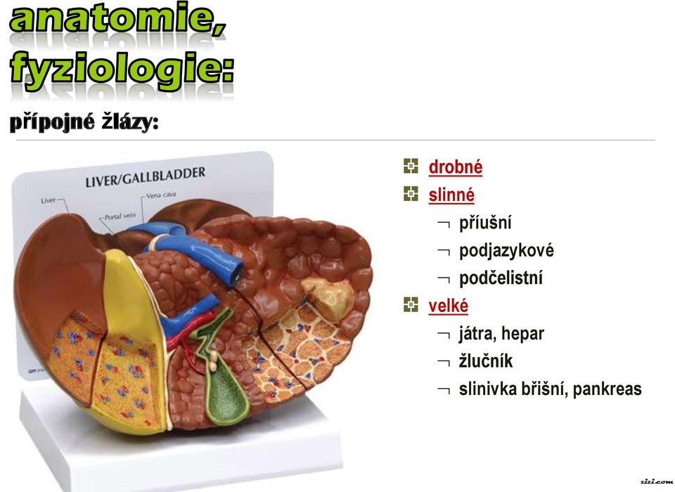 podčelistní velké játra,