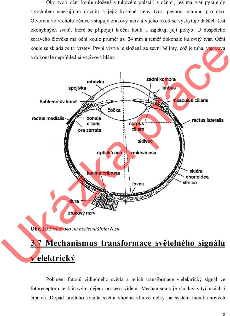 U dospělého zdravého člověka má oční koule průměr asi 24 mm a téměř dokonale kulovitý tvar. Oční koule se skládá ze tří vrstev.