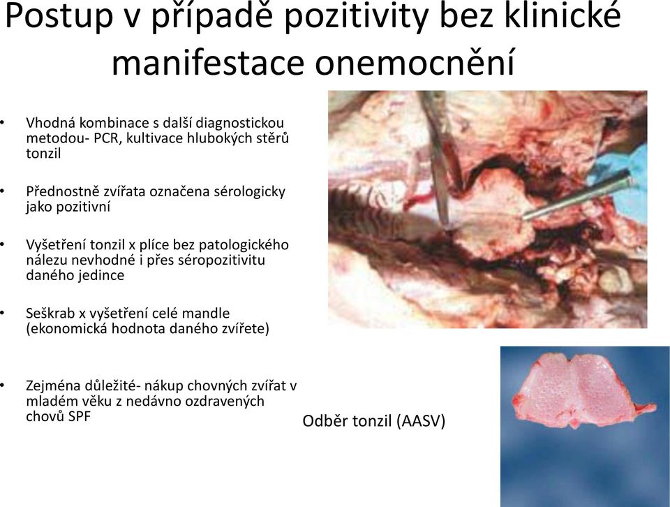 patologického nálezu nevhodné i přes séropozitivitu daného jedince Seškrab x vyšetření celé mandle (ekonomická hodnota