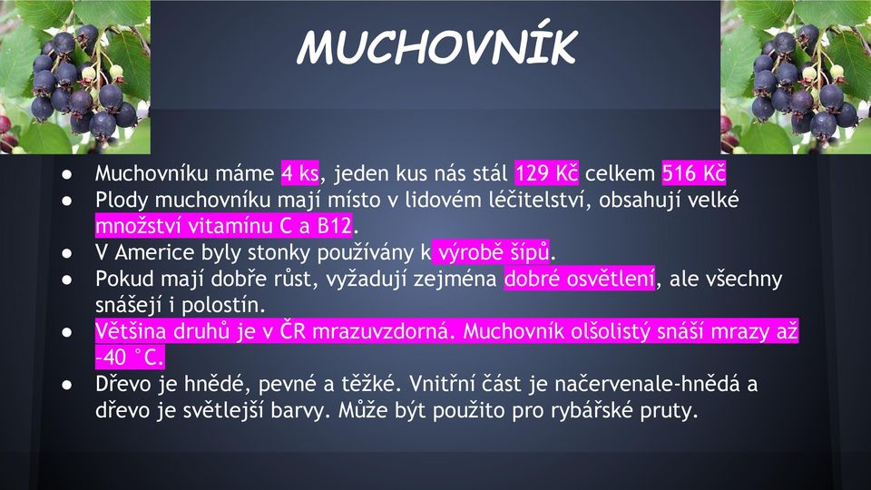 Pokud mají dobře růst, vyžadují zejména dobré osvětlení, ale všechny snášejí i polostín. Většina druhů je v ČR mrazuvzdorná.