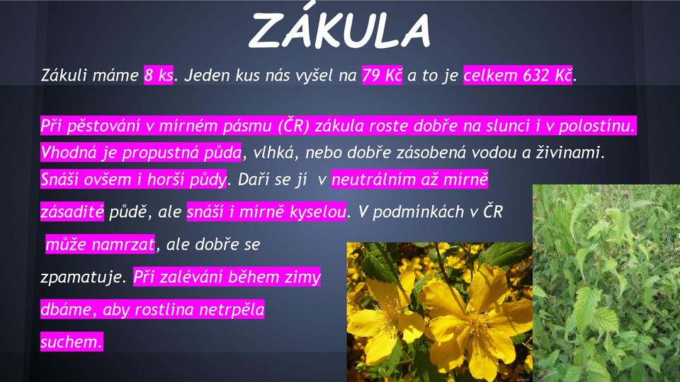 Vhodná je propustná půda, vlhká, nebo dobře zásobená vodou a živinami. Snáší ovšem i horší půdy.