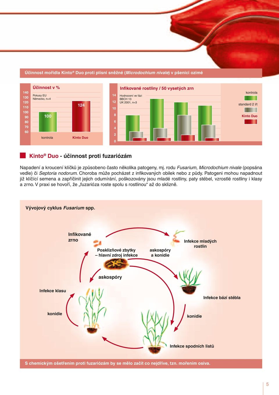 rodu Fusarium, Microdochium nivale (popsána vedle) či Septoria nodorum. Choroba může pocházet z infikovaných obilek nebo z půdy.