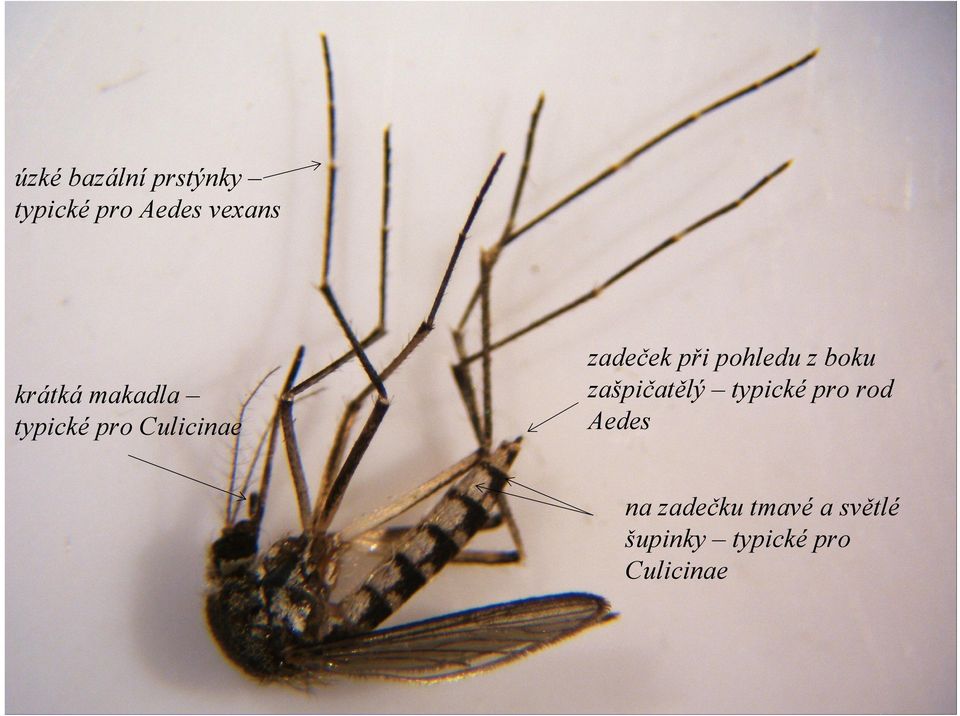 pohledu z boku zašpičatělý typické pro rod Aedes