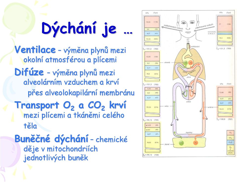alveolokapilární membránu Transport O 2 a CO 2 krví mezi plícemi a