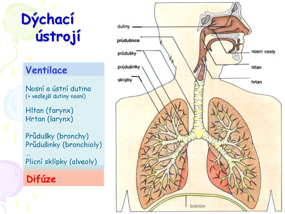 (farynx) Hrtan (larynx) Průdušky (bronchy)