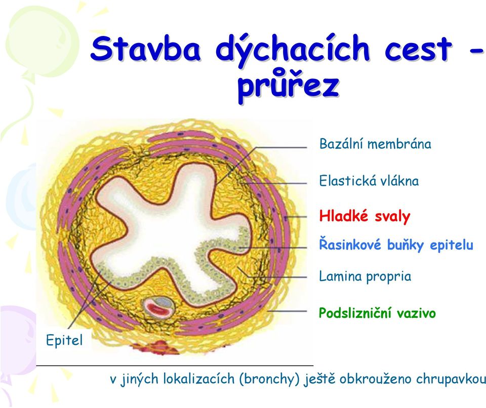 epitelu Lamina propria Podslizniční vazivo Epitel